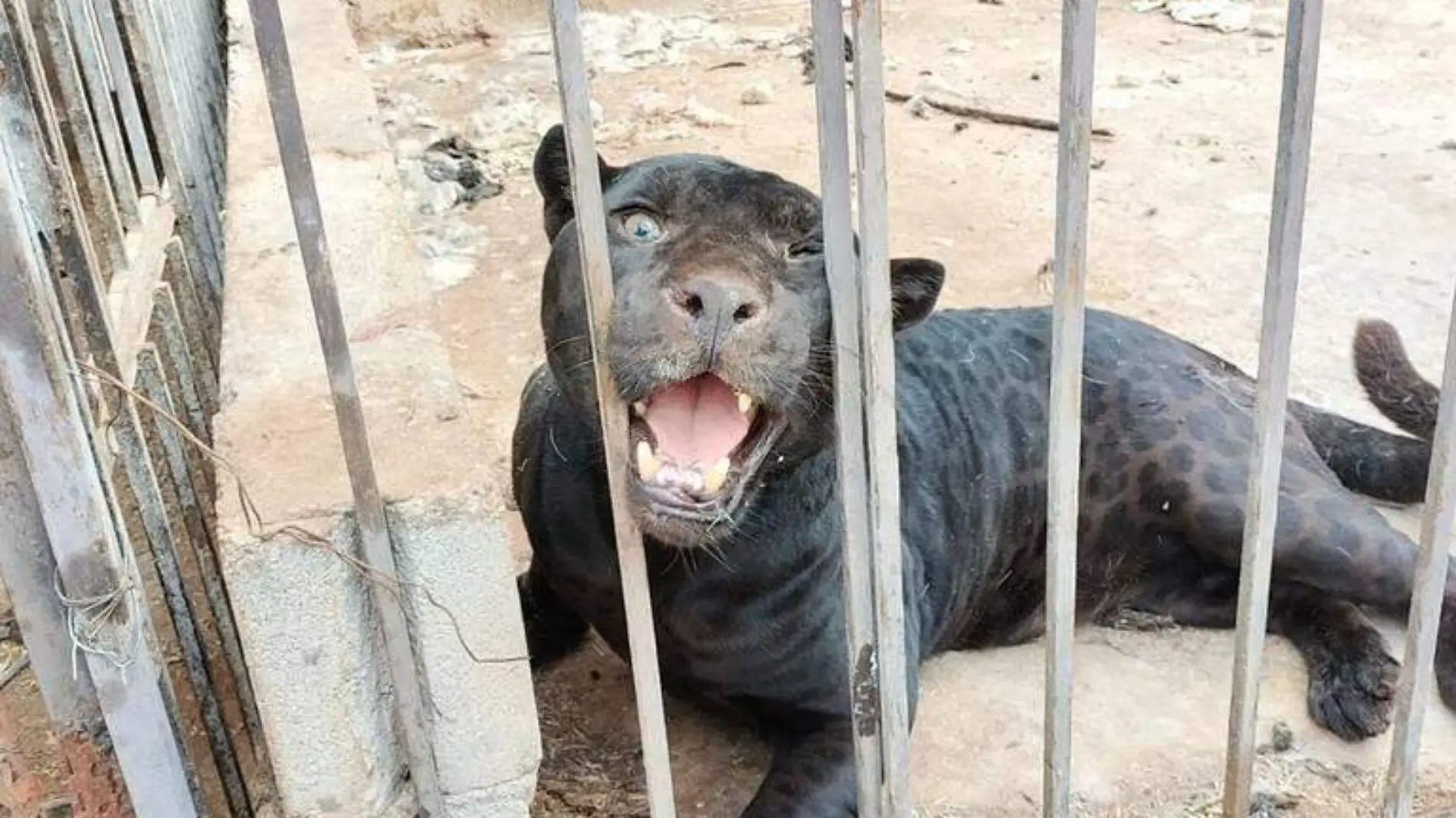 jaguar que atacó a niña